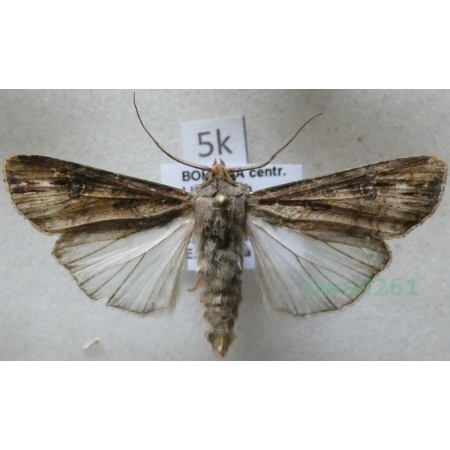Agrotis segetum (Denis & Schiffermüller, 1775) female Rolnica zbożówka Czech5k